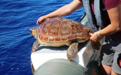 Sommer Urlaub? Glücklichsein