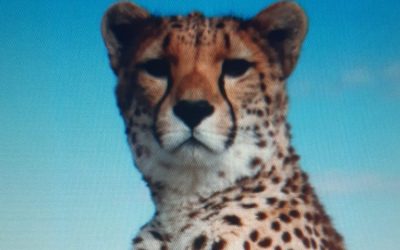 Vitamin C Infusionen